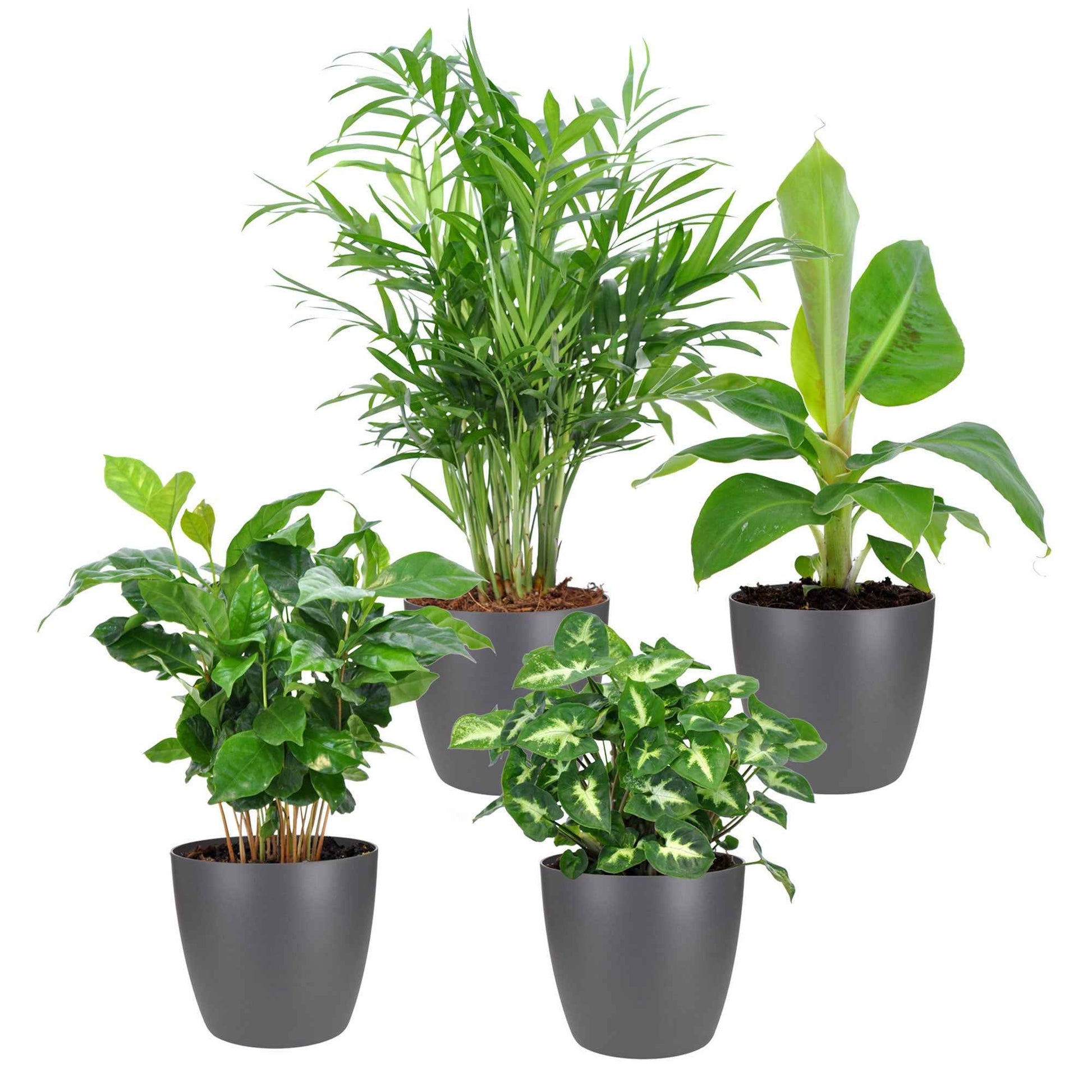 4x Plantes d intérieur tropicales - Mélange Fresh incl. Cache-pots Elho - 4x plante: Hauteur 25-30 cm, Diamètre 12 cm + 4x pot: Diamètre 12,5 x Hauteur 11 cm - Ensembles de plantes d intérieur - undefined