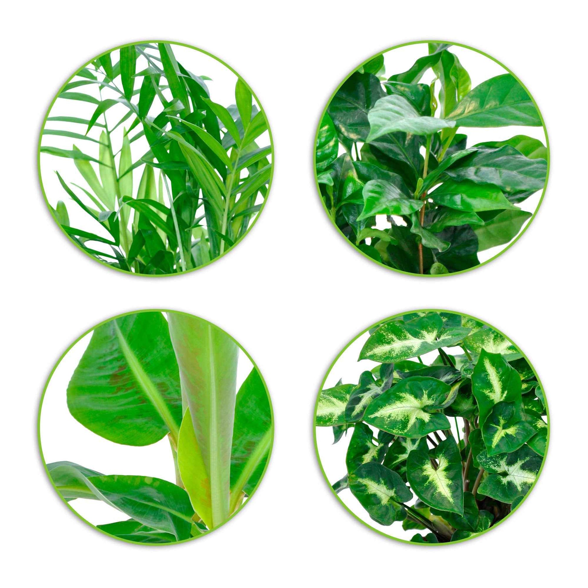 4x Plantes d'intérieur tropicales - Mélange 'Fresh'  incl. Cache-pots Elho - Lots de plantes