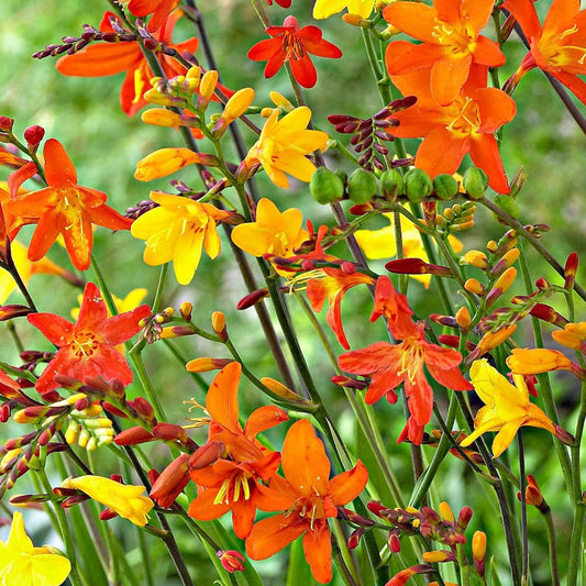 30 Crocosmias en mélange - Bakker