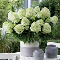 Bakker - Hortensia 'Little Spooky' - Hydrangea paniculata little spooky - Plantes d'extérieur