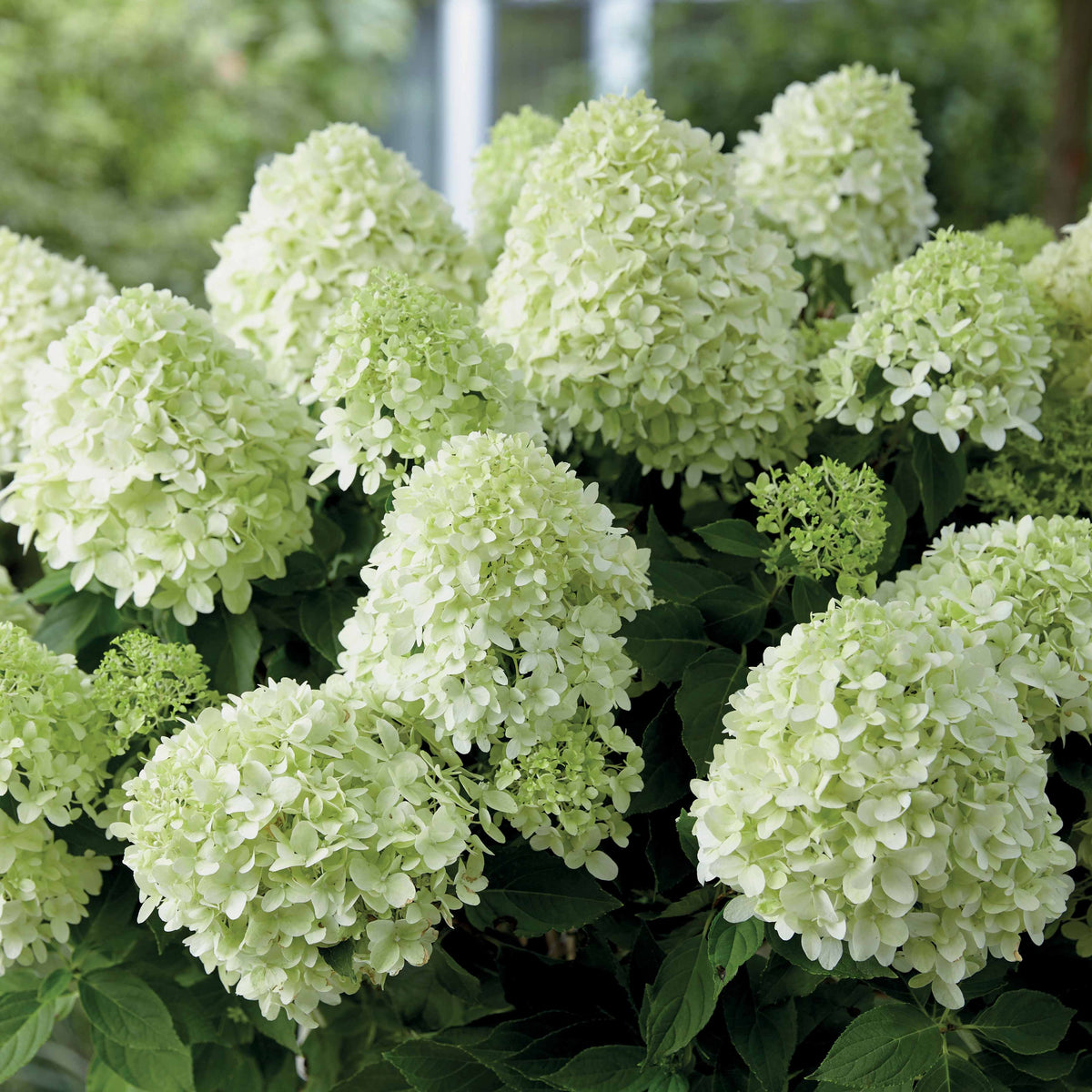 Hydrangea paniculata little spooky - Hortensia 'Little Spooky' - Hortensia paniculata