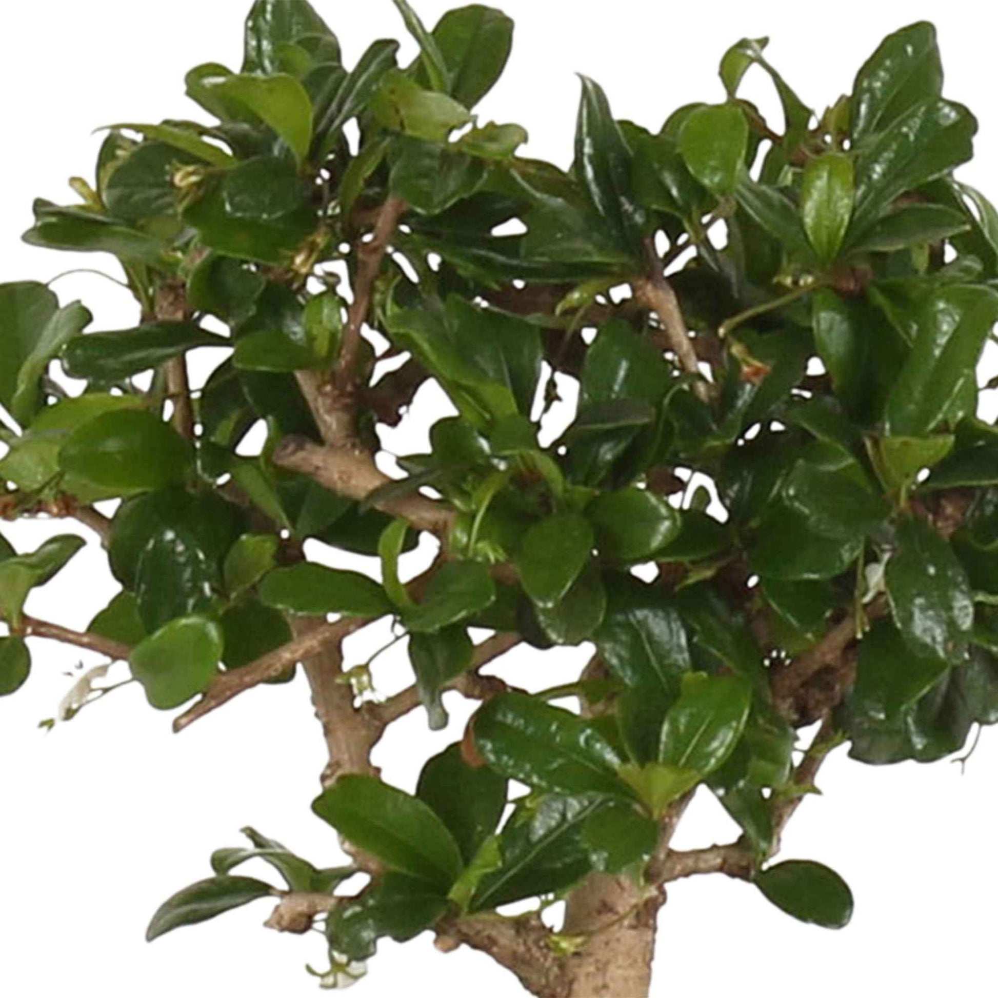 Bonsaï Carmona sphérique avec cache-pot - Petites plantes d'intérieur