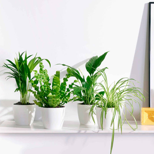 4x Plantes purificatrices d'air - Mélange  incl. Cache-pots Elho Blanc - Collection colorée