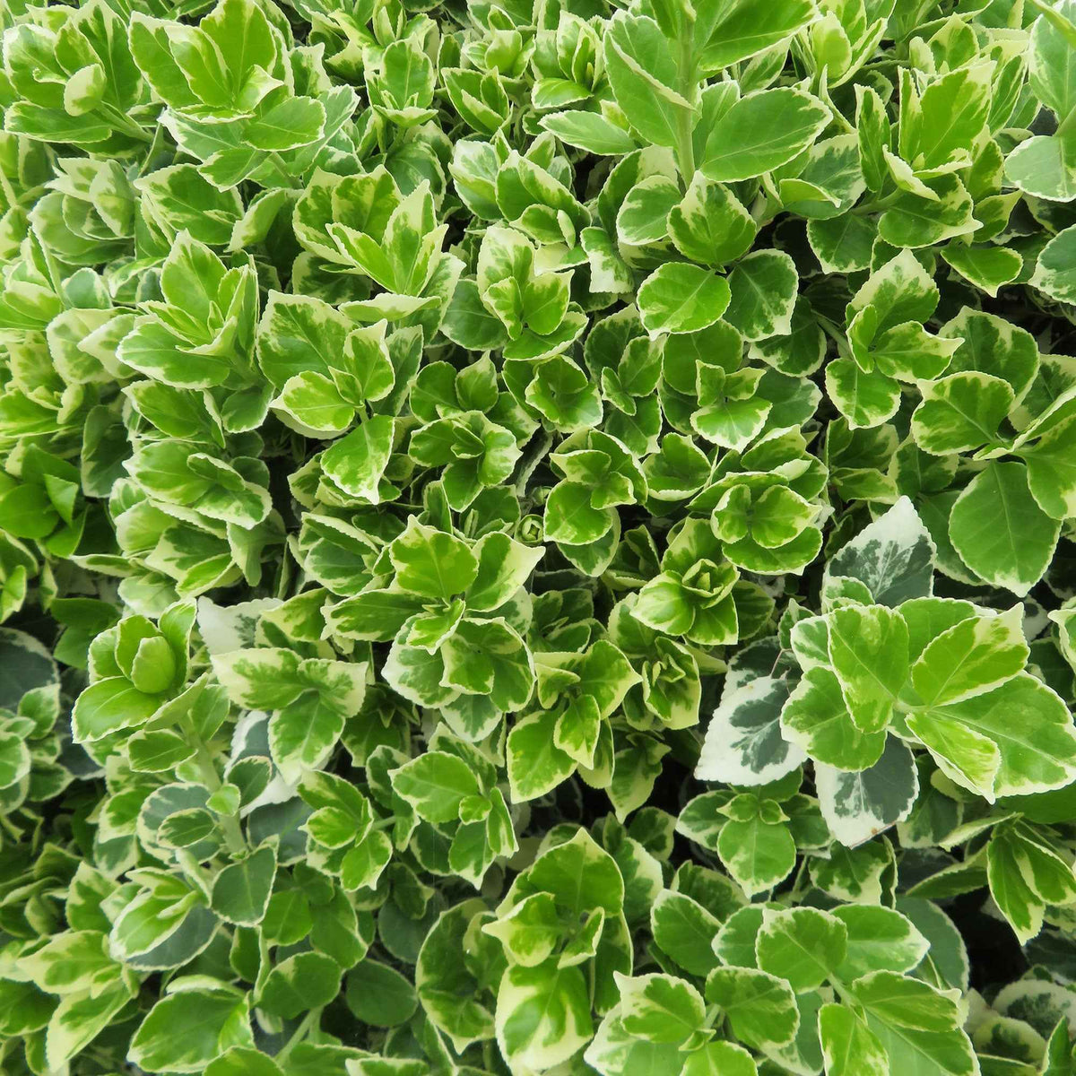 Euonymus fortunei emerald gaiety - Fusain persistant Emerald Gaiety - Arbustes fleuris