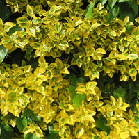 3x Fusain 'Emerald Gold' jaune - Caractéristiques des plantes