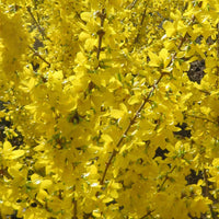 Forsythia 'Mikador' jaune - Arbustes à fleurs