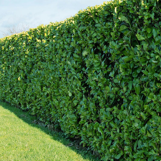 Laurier cerise - Bakker