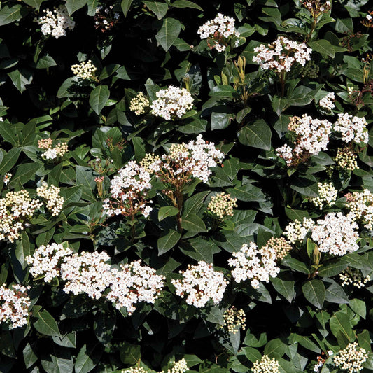 Laurier tin - Arbustes - Viburnum tinus