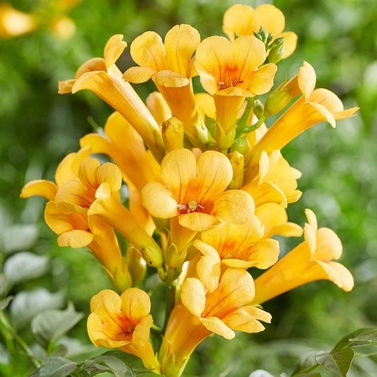 Fleur en trompette Campsis 'Gold Trumpet' jaune - Arbustes