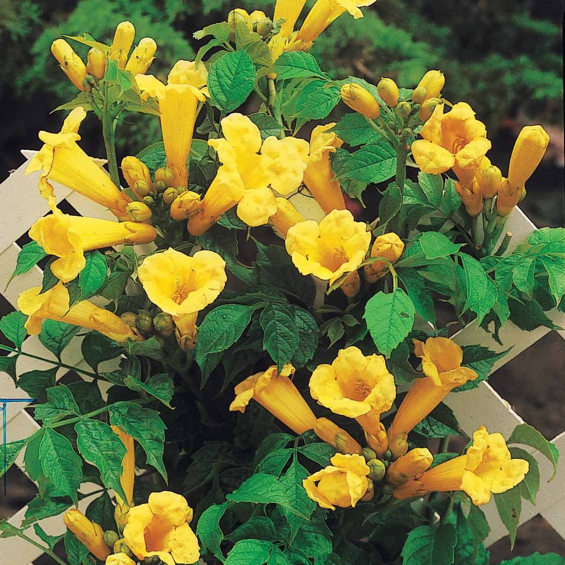 Plantes grimpantes - Campsis radicans 'Yellow Trumpet' - Campsis radicans Yellow Trumpet