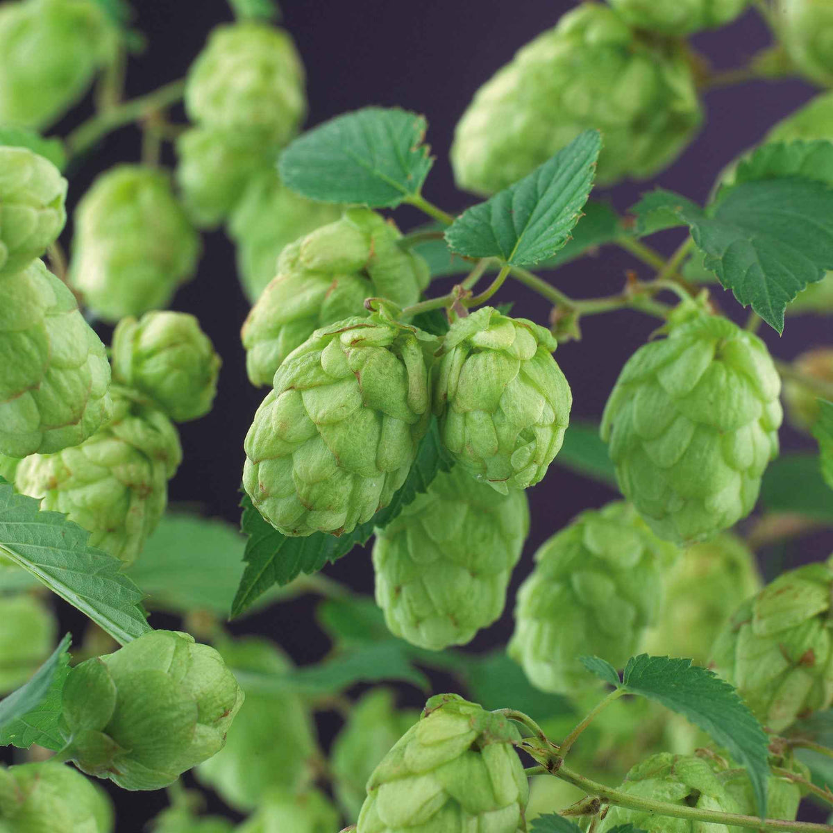 Humulus lupulus magnum - Houblon Magnum - Plantes grimpantes