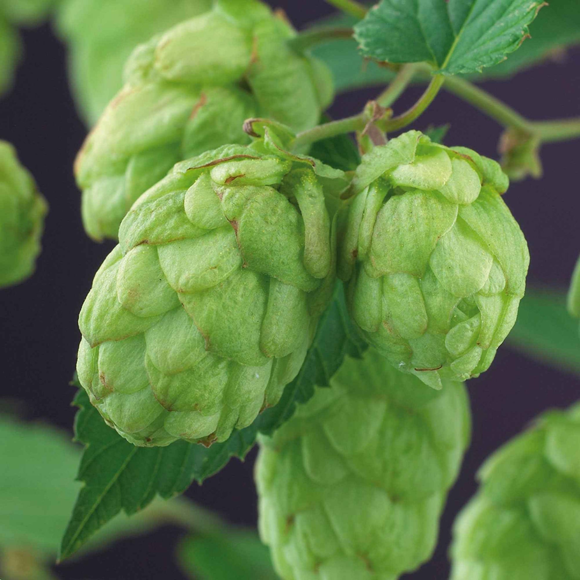 Houblon Magnum - Caractéristiques des plantes