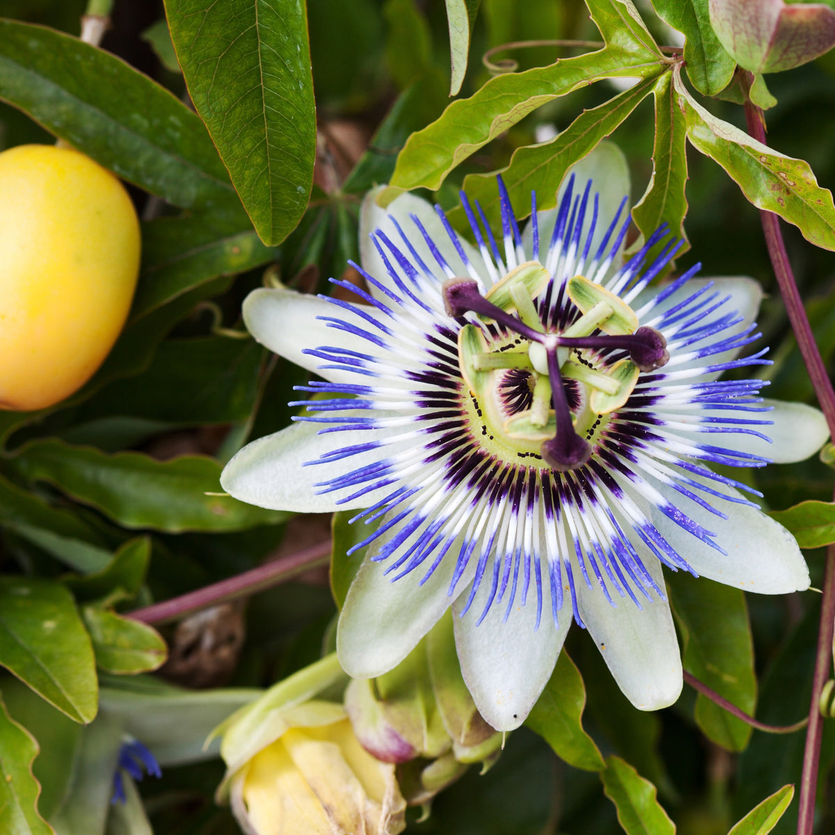 Passiflore bleue - Passiflore - Bakker