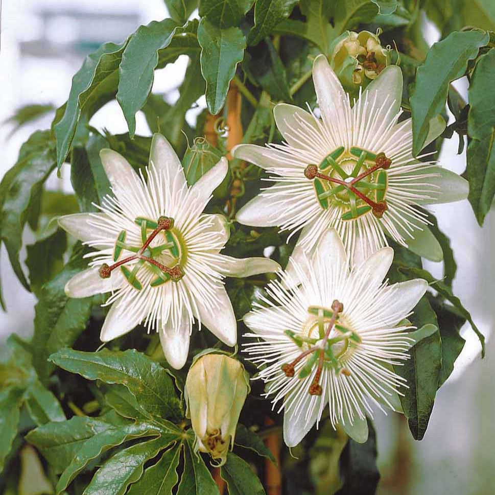 Passiflora caerulea constance elliot - Passiflore 'Constance Elliot' - Passiflore