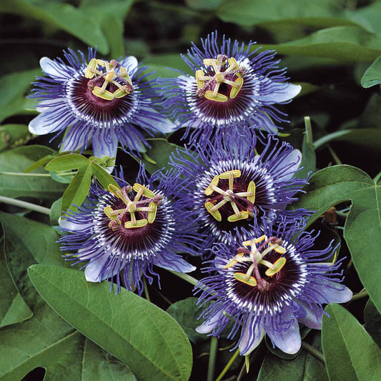 Passiflore - Passiflore 'Purple rain' - Passiflora purple rain
