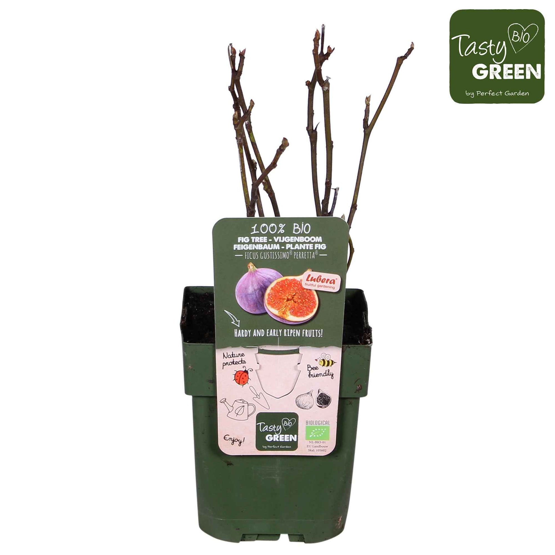 Figuier Ficus carica 'Perretta' - vert-marron - Bio - Caractéristiques des plantes