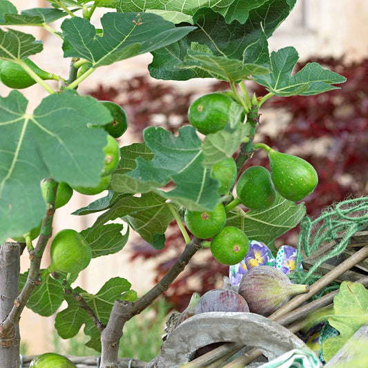 Figuier Ficus carica 'Perretta' - vert-marron - Bio - Bakker