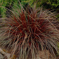 Uncinia 'Rubra' - Caractéristiques des plantes