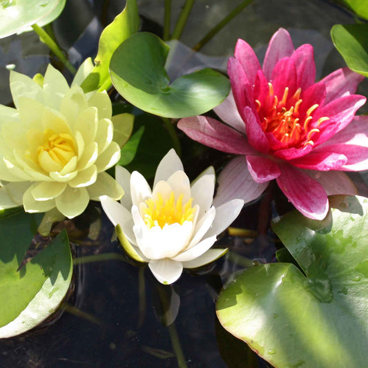 3x Nénuphar rouge-jaune-blanc - Bassin moderne