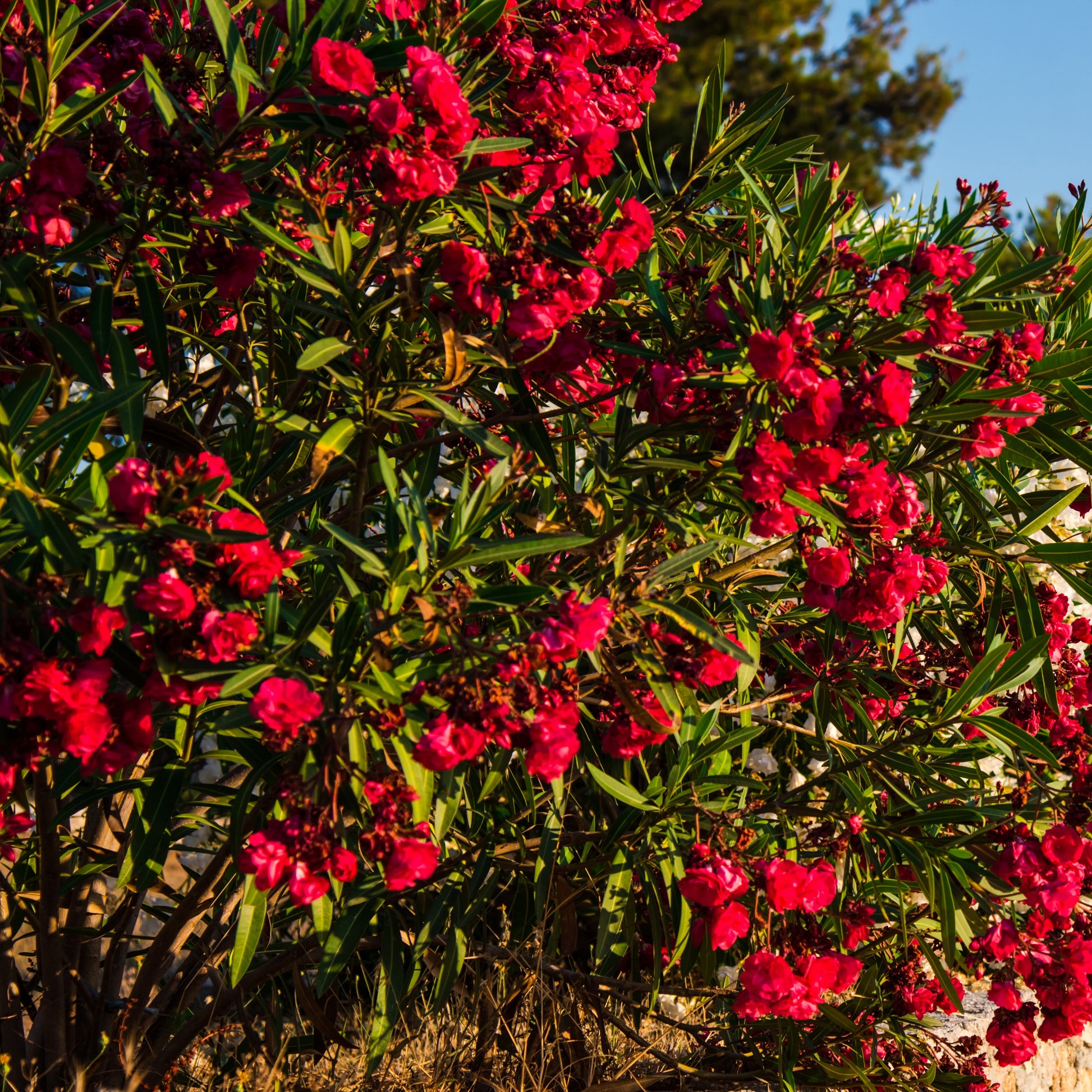Laurier-rose - Laurier-rose rouge - Nerium oleander