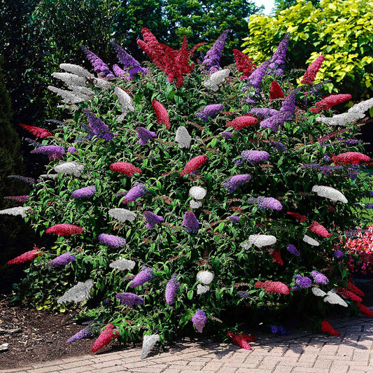 Plantes d'extérieur