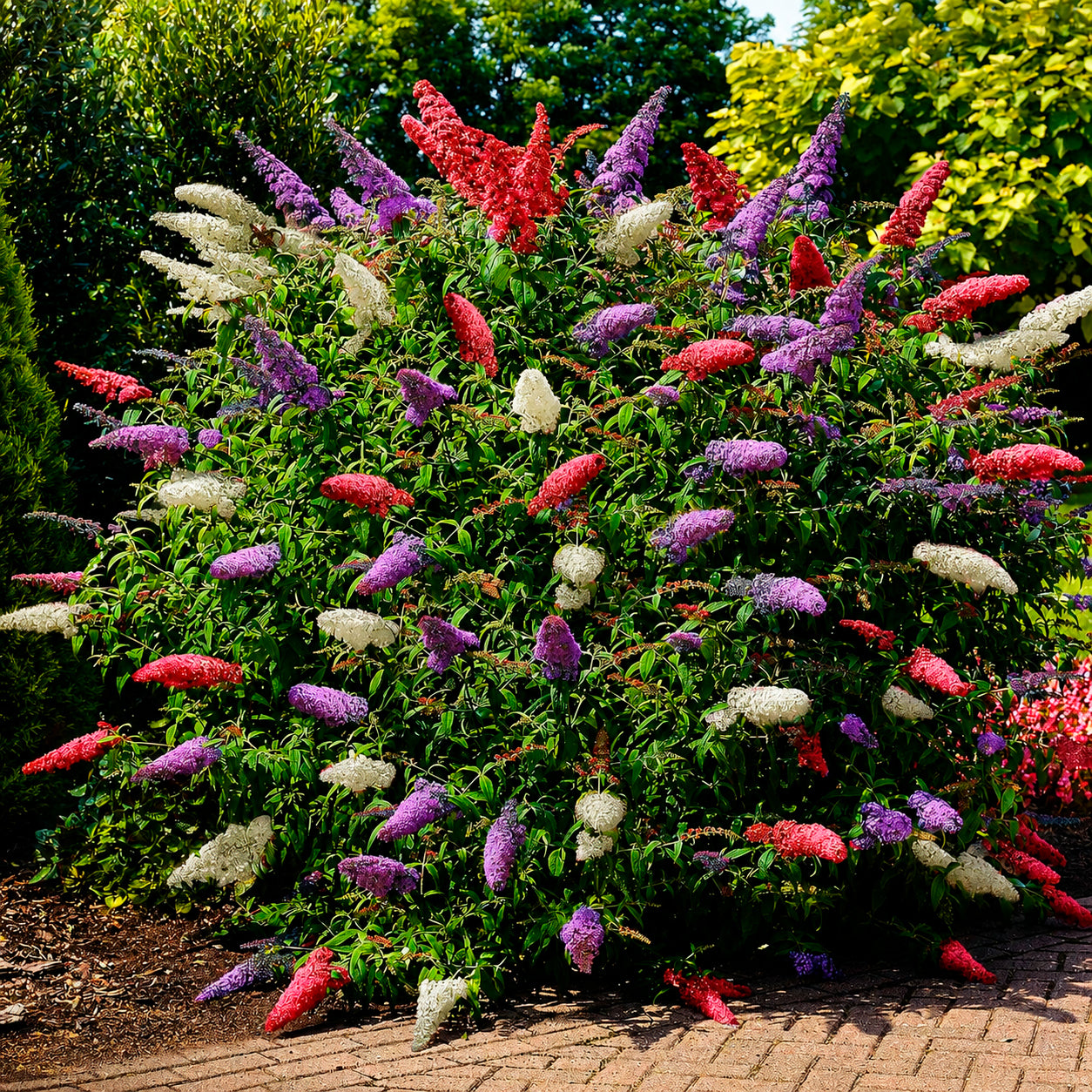 Arbre à papillons - Buddleja