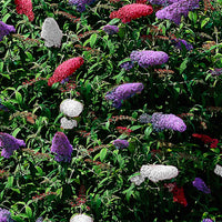 Arbre à papillons 'Tricolor' - Arbustes fleuris