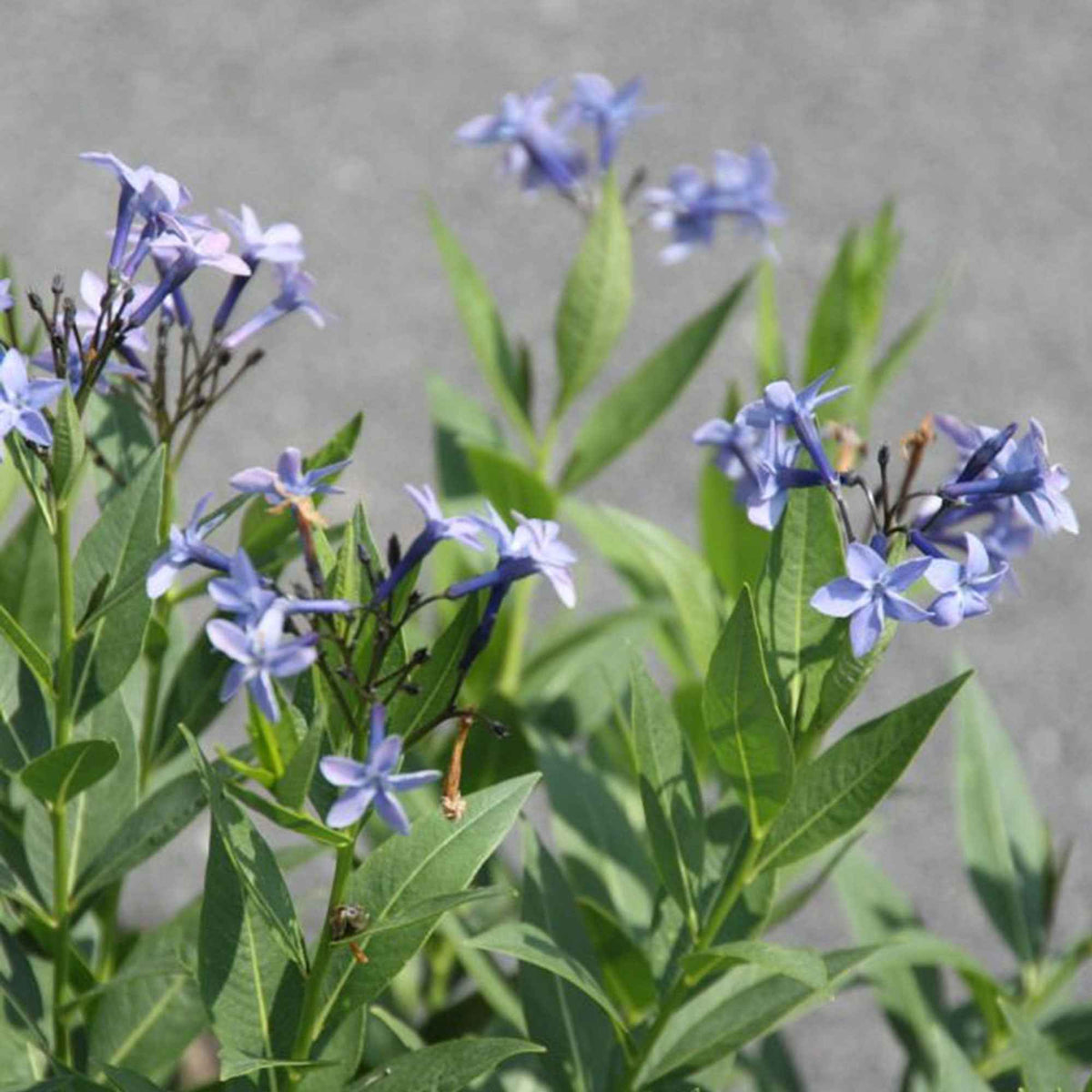 Amsonie 'Blue Ice' - Bakker