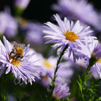 Aster nain d'Automne 'Asran' - Arbustes à papillons et plantes mellifères