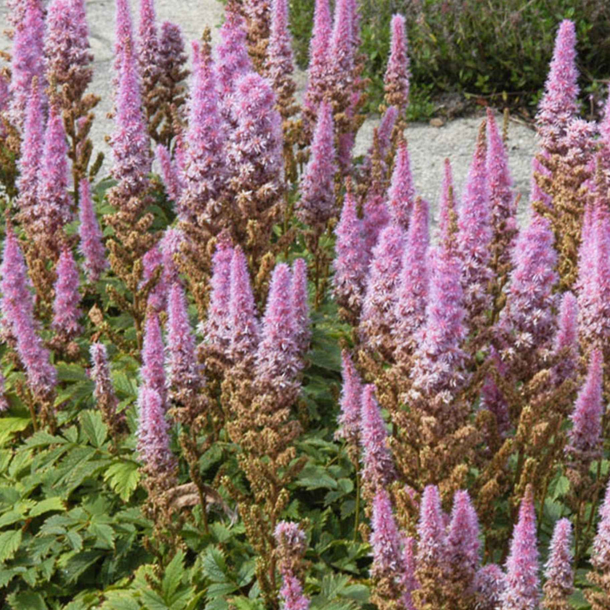 Astilbe 'Pumila' - Astilbe chinensis Pumila - Bakker