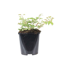 Astilbe Pumila - 2x hauteur de livraison 25-35 cm, pot de Diamètre 11 cm - Arbustes à papillons et plantes mellifères - undefined