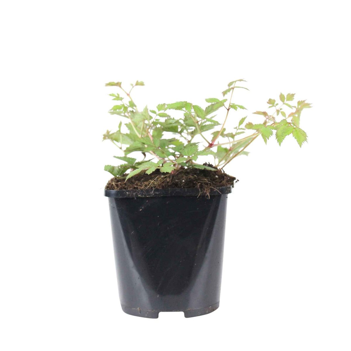 Plantes vivaces - Astilbe 'Pumila' - Astilbe chinensis Pumila