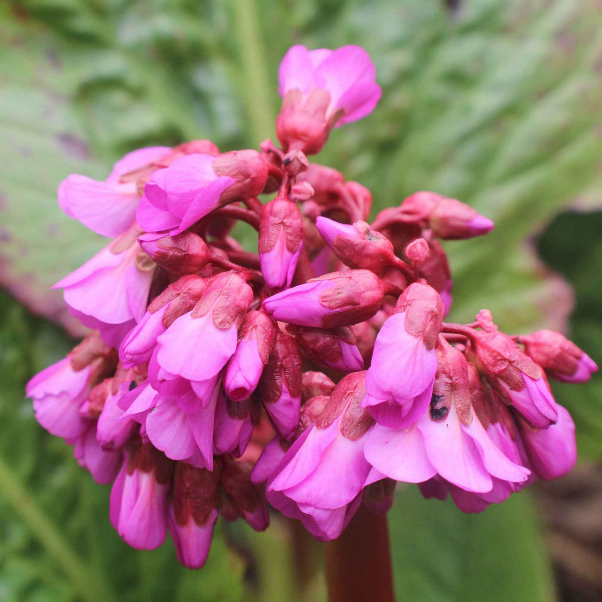 Bergénia 'Eroica' - Bergenia cordifolia Eroica - Bakker