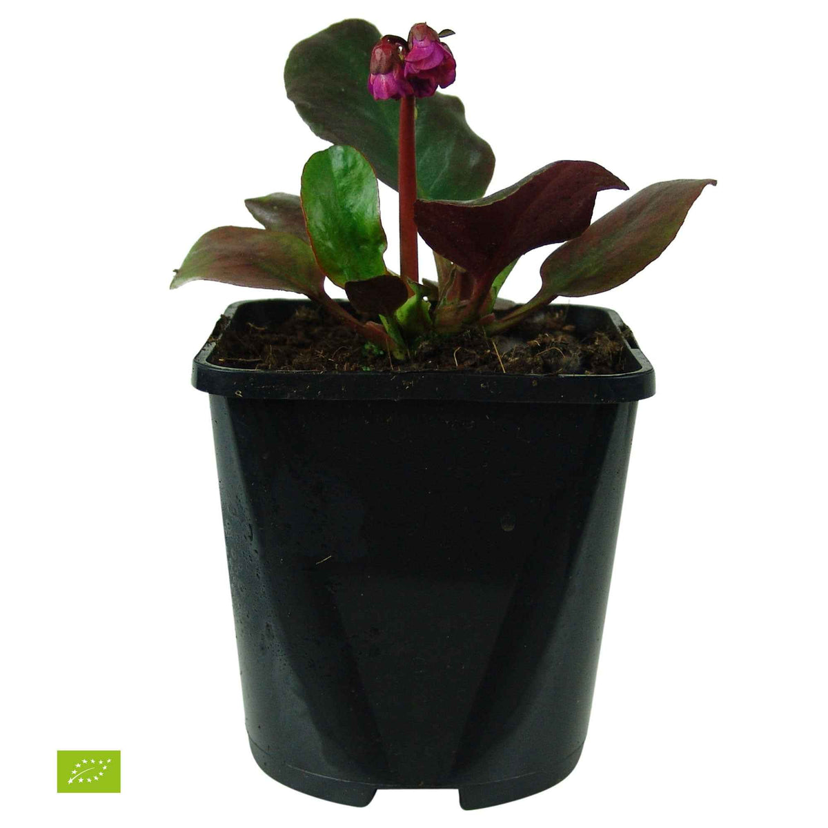 Bergenia cordifolia Eroica - Bergénia 'Eroica' - Bergénia