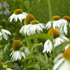 Echinacée pourpre 'Alba' - Arbustes à papillons et plantes mellifères