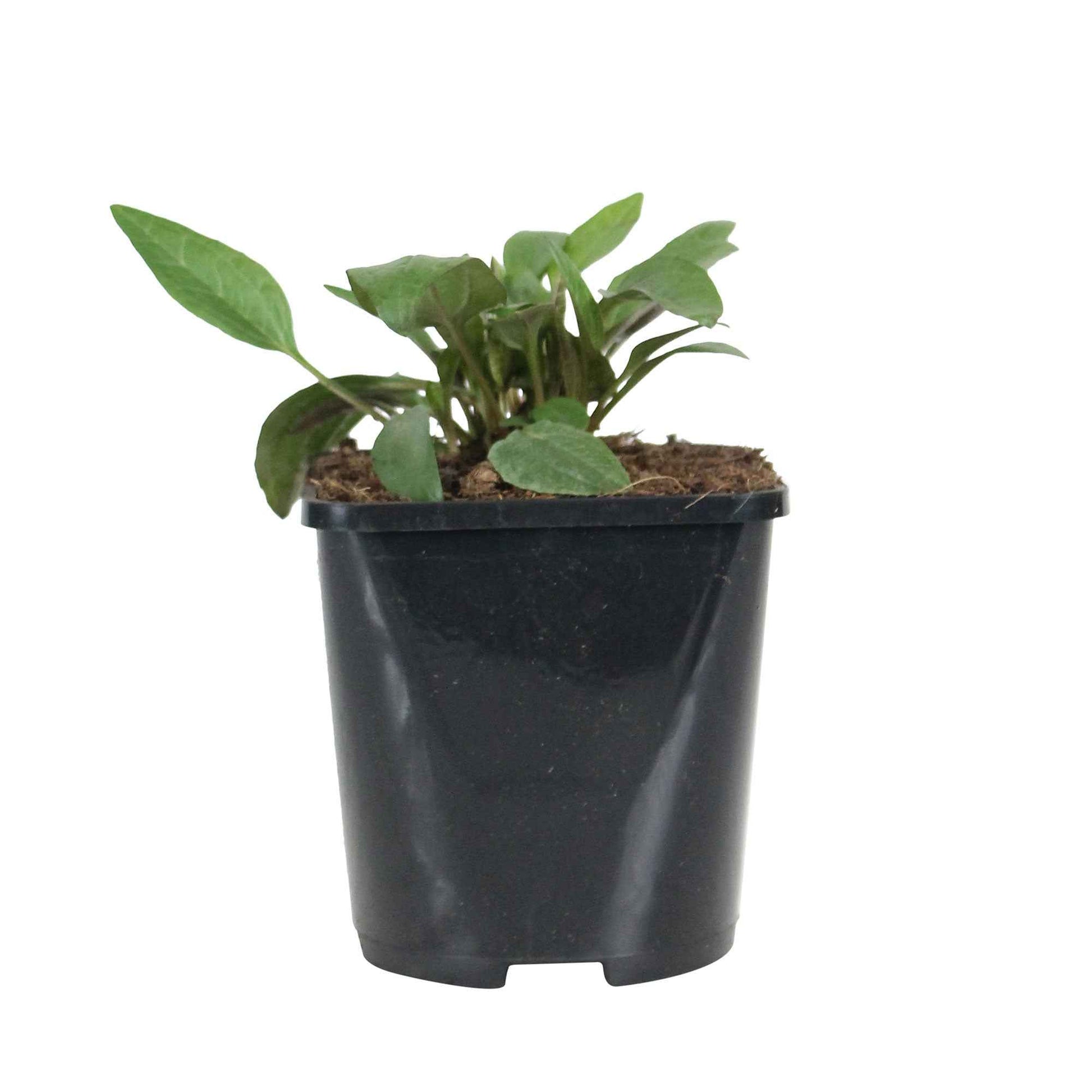 Echinacée pourpre Alba - 1x hauteur de livraison 25-35 cm, pot de Diamètre 13 cm - Arbustes à papillons et plantes mellifères - undefined