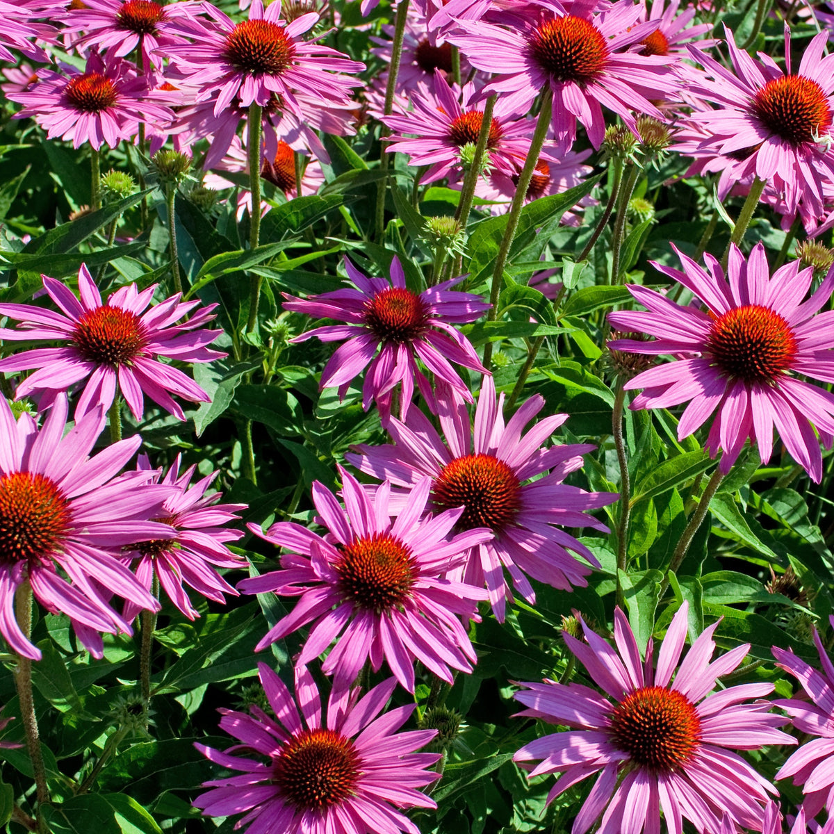 Echinacea purpurea - Echinacée pourpre - Échinacée