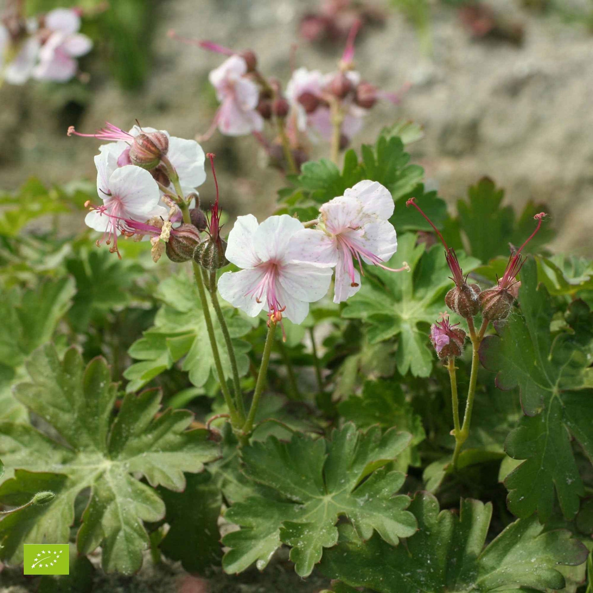 Géranium vivace cantabrigiense 'Biokovo' - Arbustes à papillons et plantes mellifères