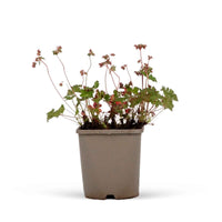 Géranium vivace cantabrigiense Biokovo - 1x hauteur de livraison 25-35 cm, pot de Diamètre 13 cm - Arbustes à papillons et plantes mellifères - undefined