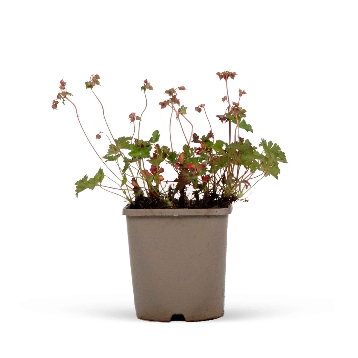 Vente Géranium vivace cantabrigiense 'Biokovo'