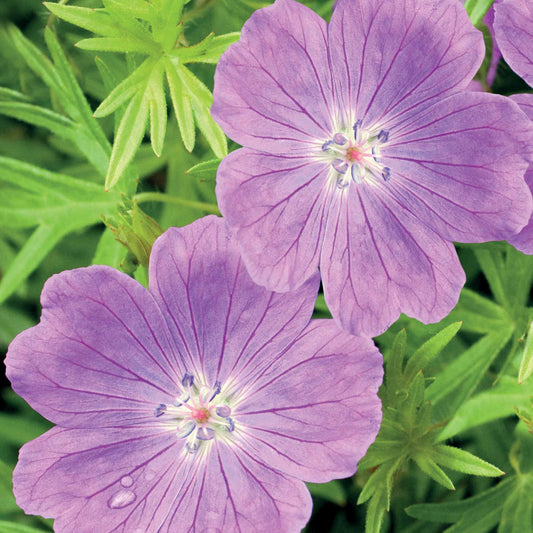 Bakker - 3 Géraniums vivaces sanguin rose foncé - Geranium sanguineum