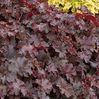 Heuchère Chocolate Ruffles - Caractéristiques des plantes