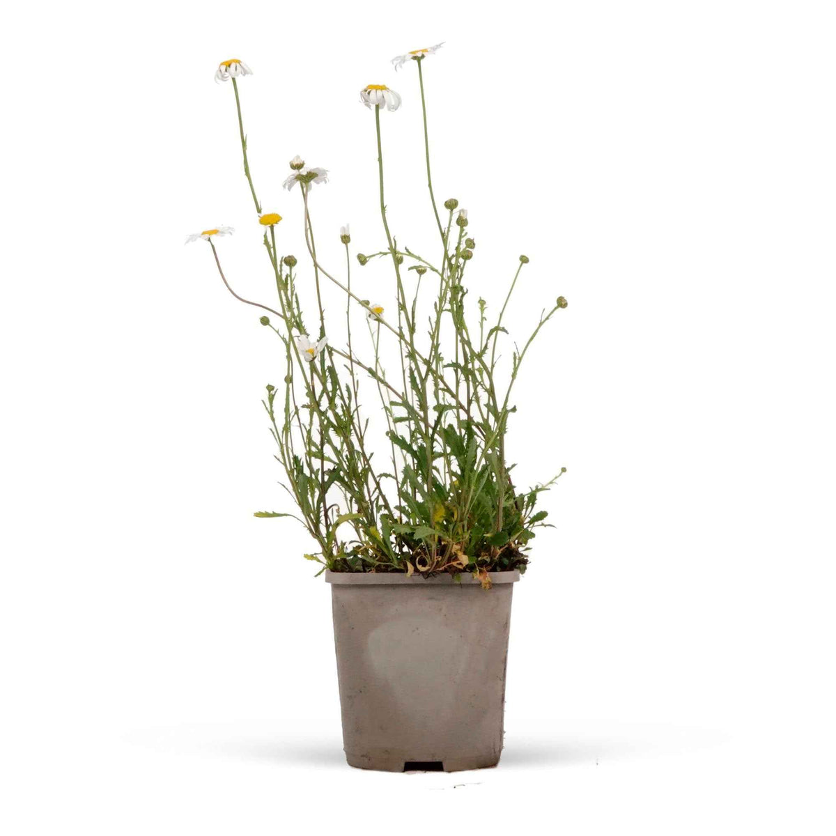 Marguerite Maikönigin - Leucanthemum vulgare maikönigin - Bakker