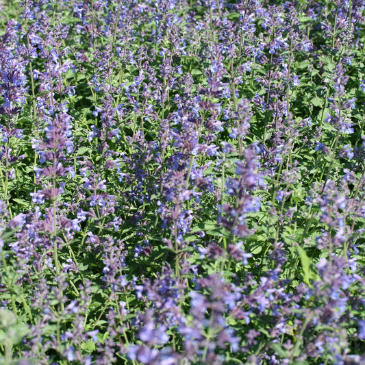 Nepeta Walker's Low - Bakker