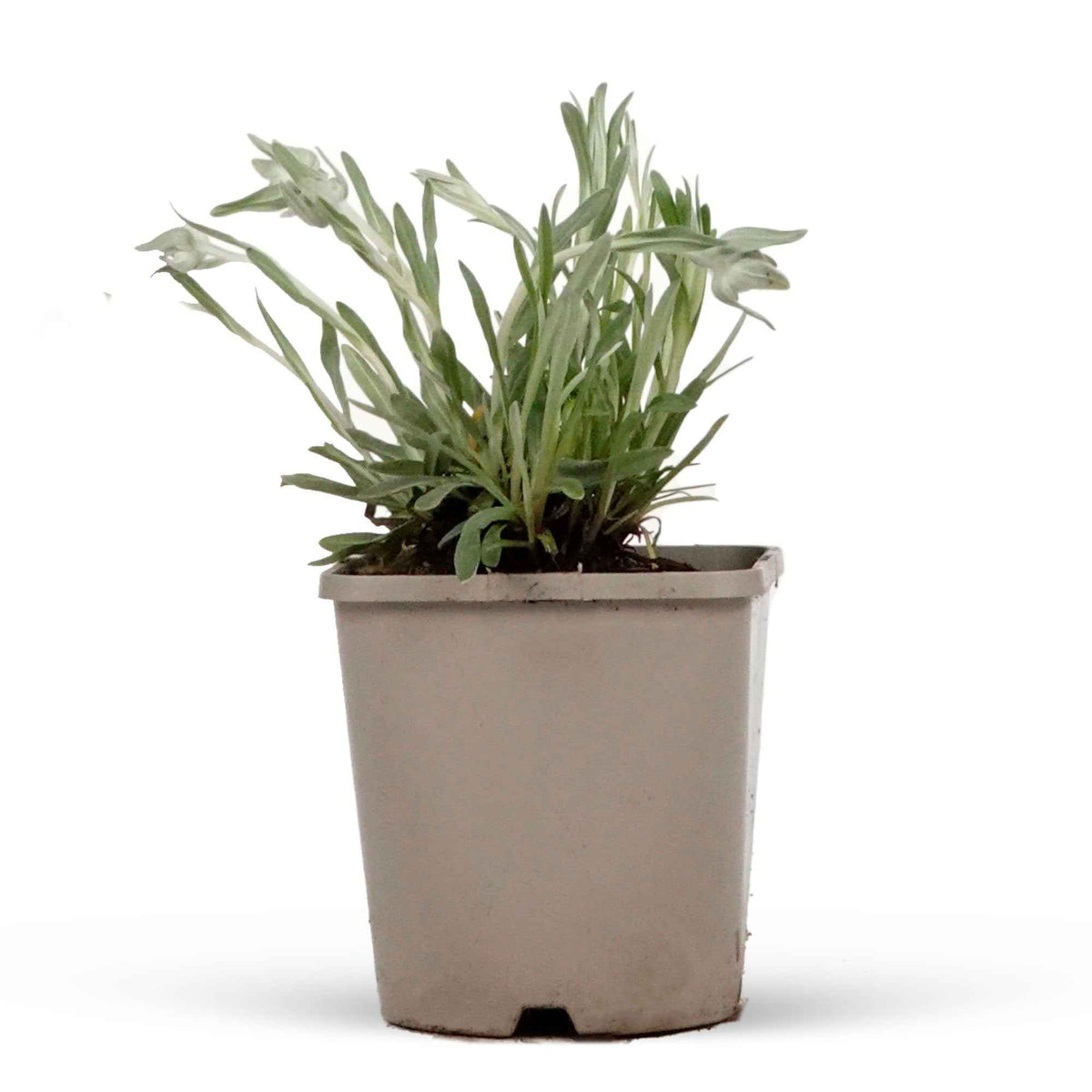 Plantes vivaces - Edelweiss des Alpes - Leontopodium alpinum