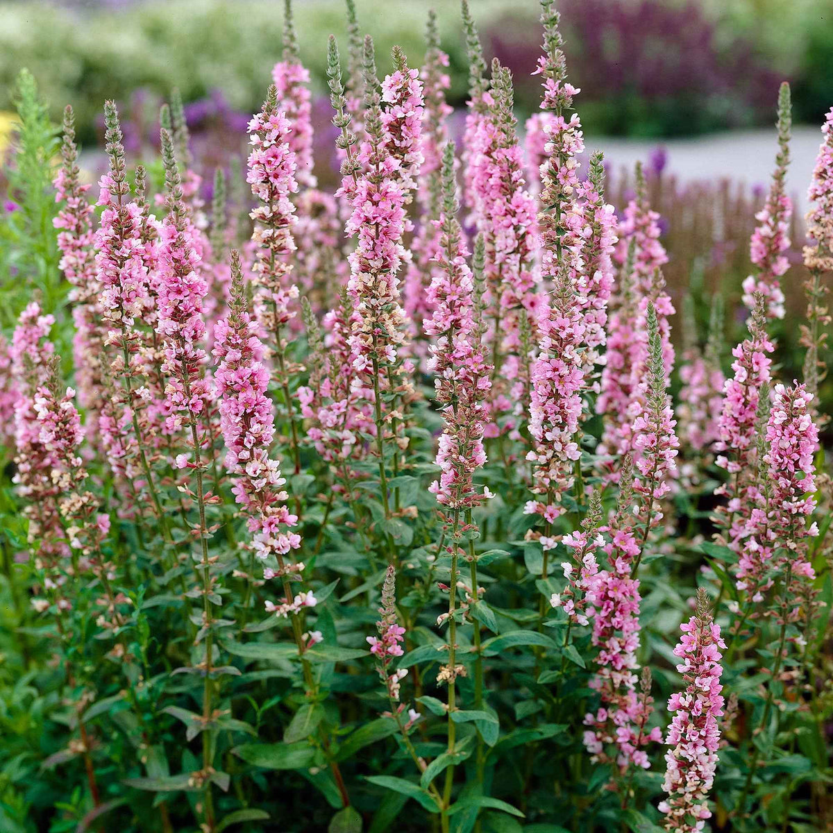 Salicaire - Lythrum salicaria ssp intermedium - Bakker