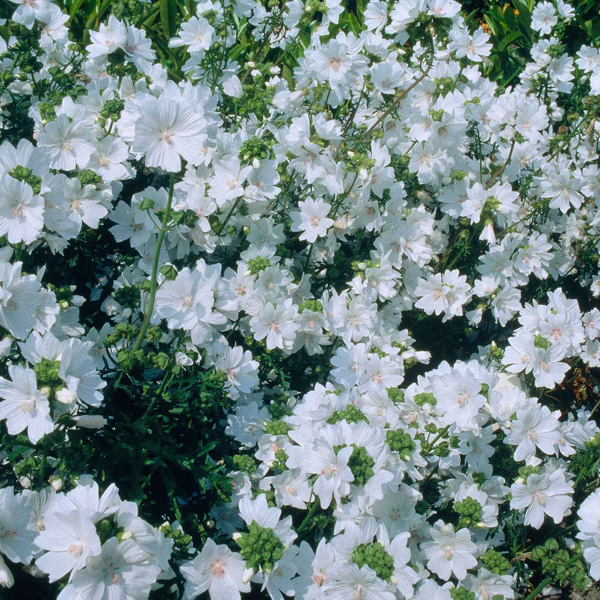 Mauve musquée blanche - Malva moschata alba - Bakker