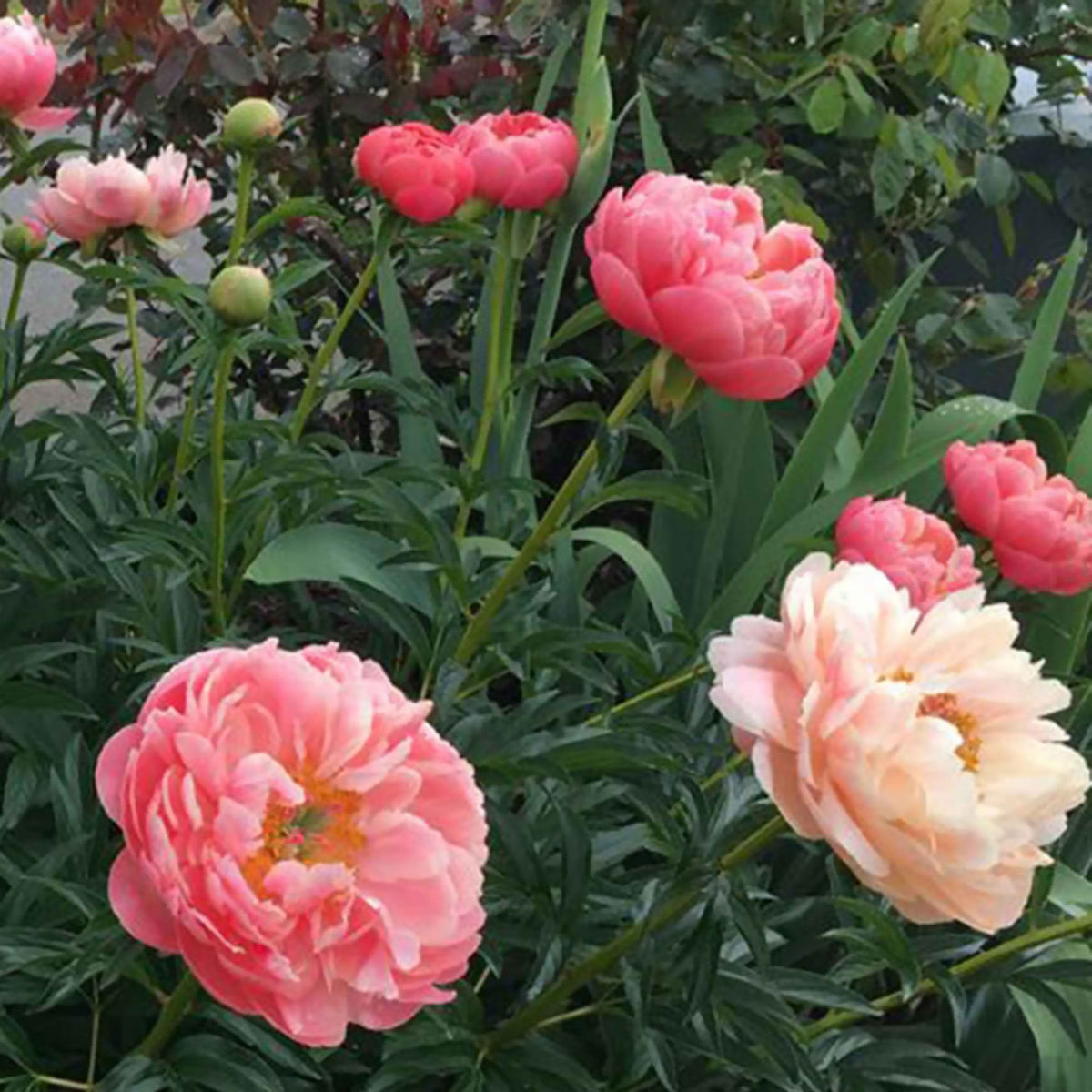 Pivoine 'Coral Sunset' - Paeonia lactiflora Coral Sunset - Bakker