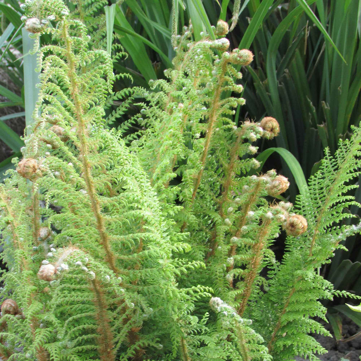Aspidie à cils raides 'Herrenhausen' - Polystichum setiferum Herrenhausen - Bakker