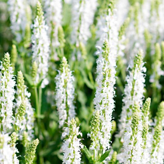 Sauge des bois Salvia 'Schneehügel' - Bakker